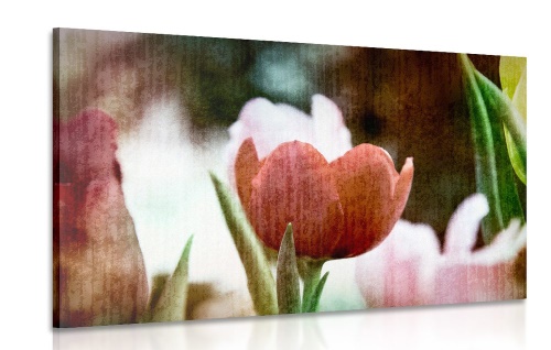 Obraz louka tulipánů v retro stylu