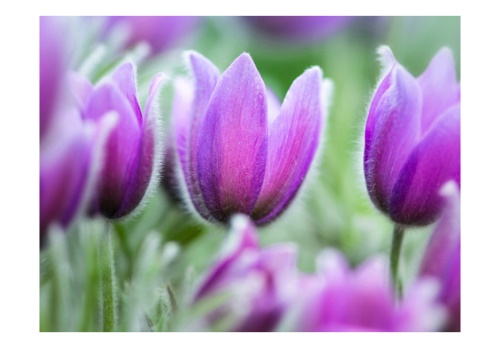 Fototapeta - Purple spring tulips
