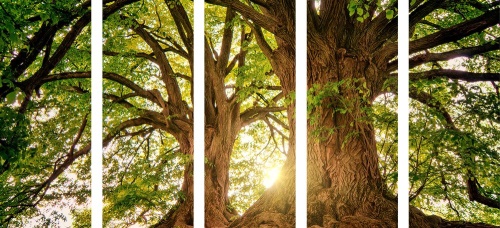 5-dílný obraz majestátní stromy