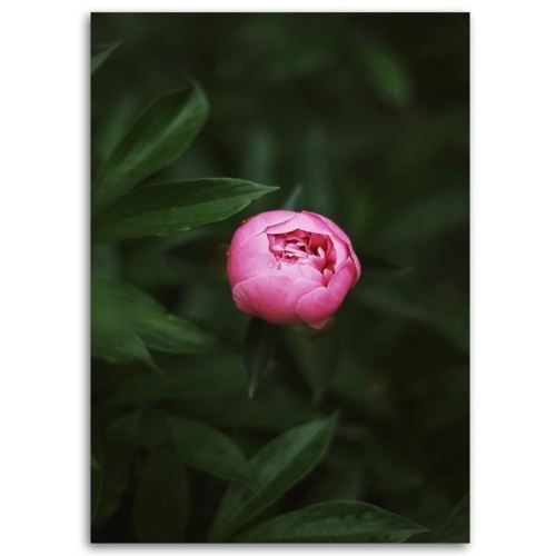 Obraz na plátně Růžový květ Bud Příroda