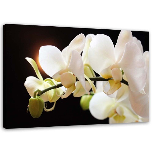 Obraz na plátně Bílá orchidej Květina Příroda