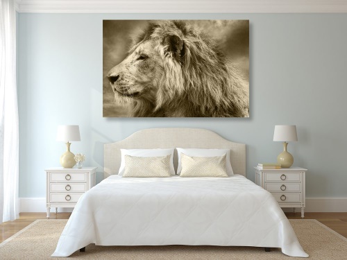 Obraz africký lev v sépiovém provedení
