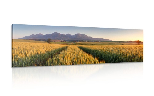 Obraz západ slunce nad pšeničným polem