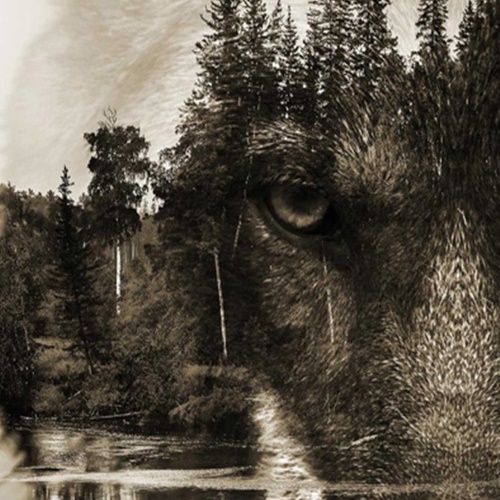 Ozdobný paraván Vlk Lesní zvířata Příroda