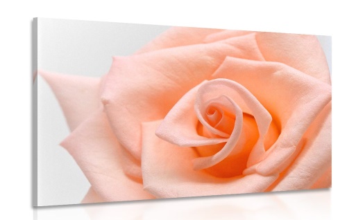 Obraz růže v broskvového odstínu