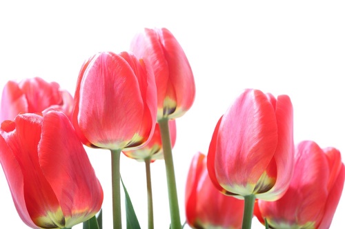 Samolepící fototapeta červené polní tulipány