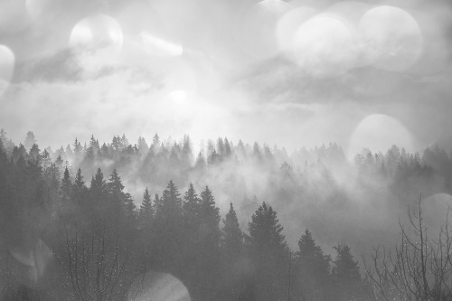 Tapeta černobílý les v mlze