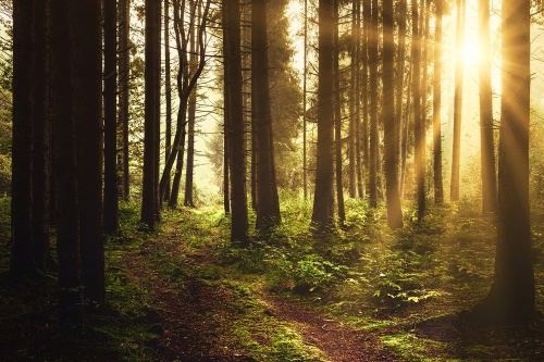 Fototapeta les zalitý sluncem