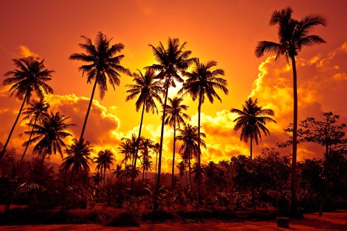 Samolepící tapeta kokosové palmy na pláži