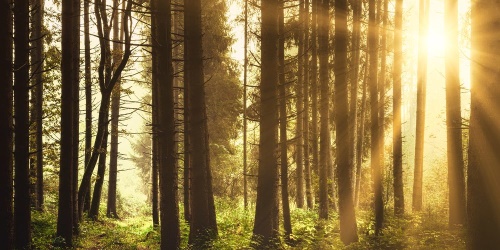 Obraz les zalitý sluncem