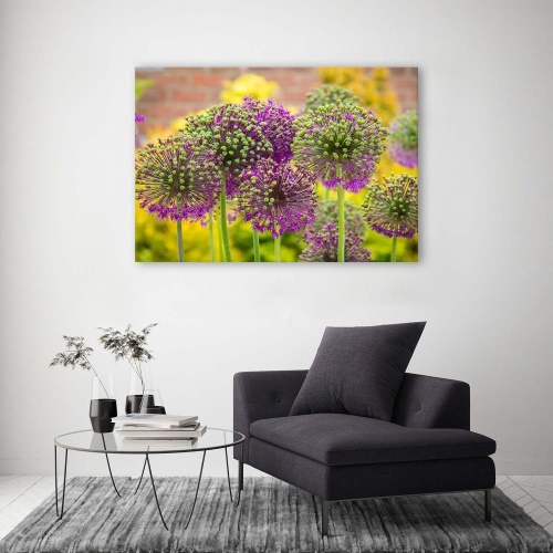 Obraz na plátně Rostliny česneku fialové