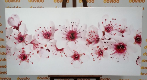 Obraz třešňové květy