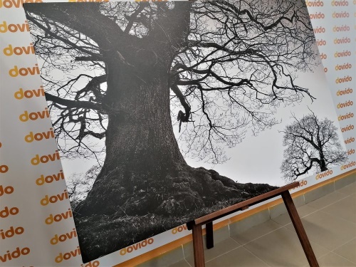 Obraz symbióza stromů v černobílém provedení