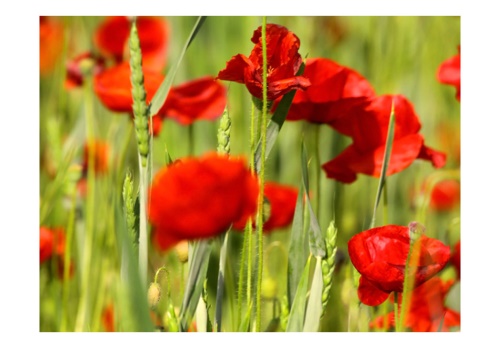 Fototapeta - Cereal field with poppies