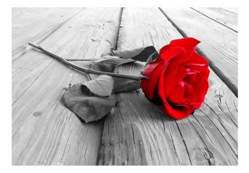 Fototapeta - Abandoned Rose