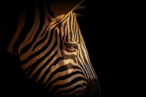 Samolepící fototapeta portrét zebry