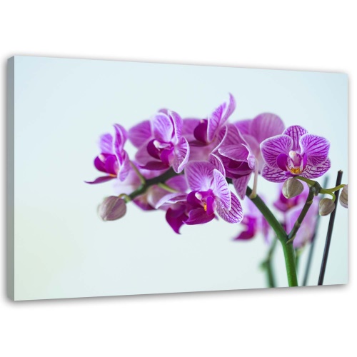 Obraz na plátně Růžová orchidej