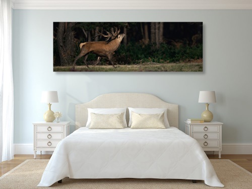 Obraz majestátní jelen