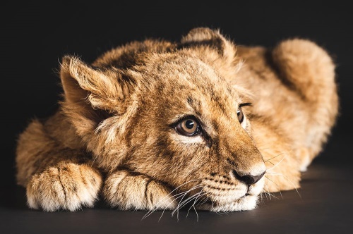 Samolepící fototapeta mládě lva