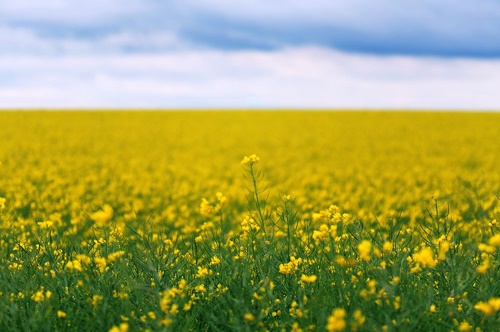 Fototapeta žluté rozkvetlé pole