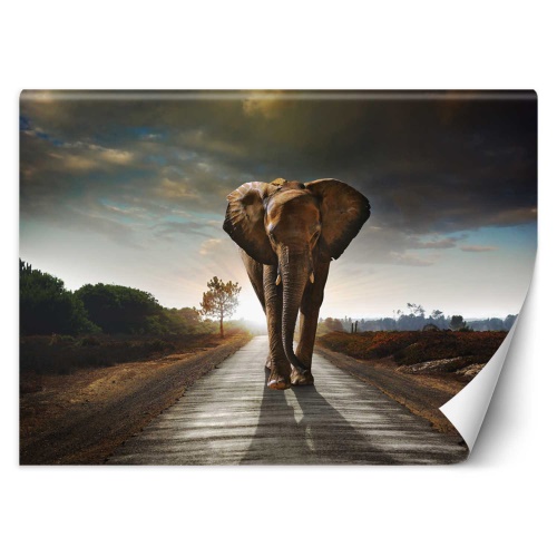 Fototapeta, Slon na cestě Zvířata Afrika