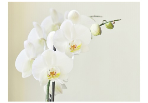 Fototapeta - White orchid