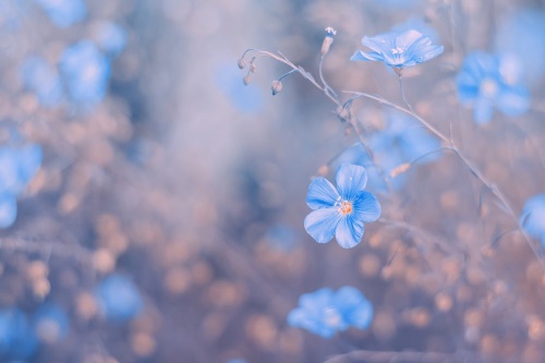 Tapeta modré květiny na vintage pozadí