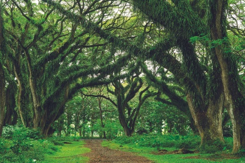 Fototapeta cesta zahalená stromy