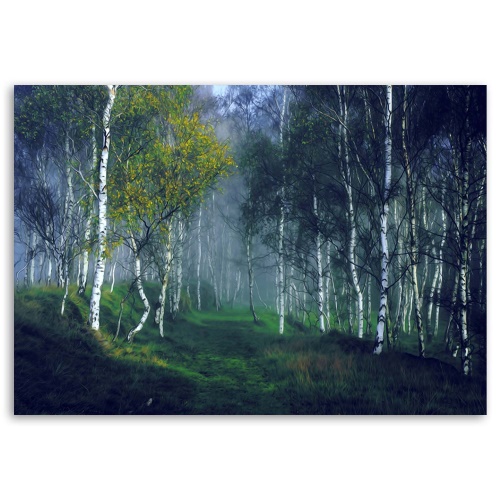 Obraz na plátně Březový les v mlze