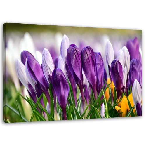 Obraz na plátně Květy krokusů fialové