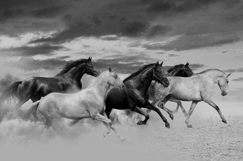 Tapeta běžící koně černobílá