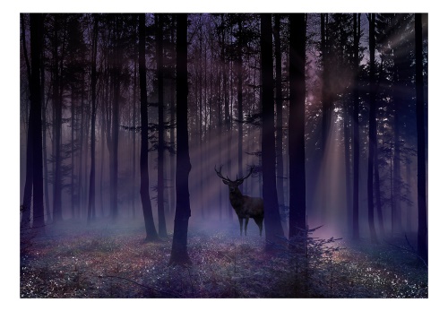 Fototapeta - Mystical Forest - Second Variant