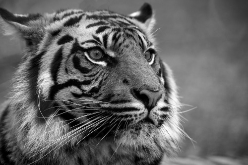 Tapeta černobílý tygr