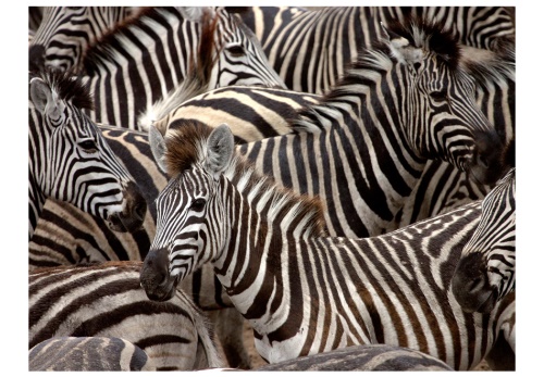 Fototapeta - Herd of zebras