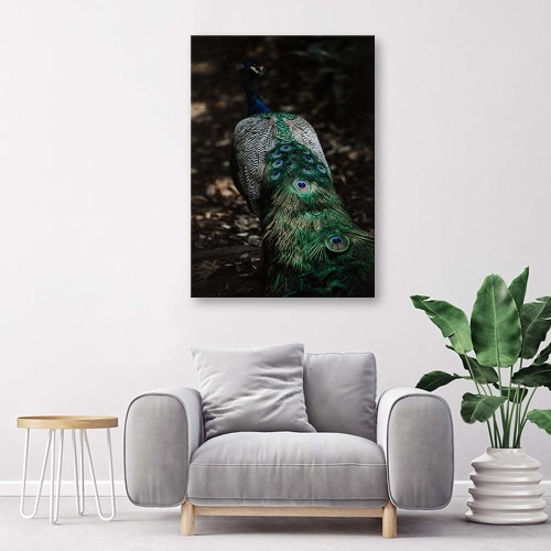 Obraz na plátně Příroda ptáka páva