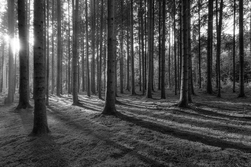 Tapeta černobílé vycházející slunce v lese