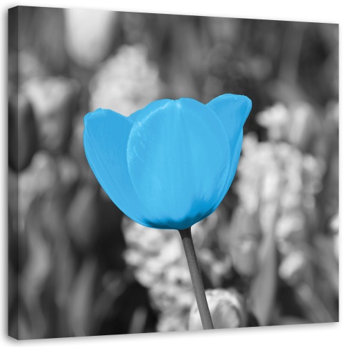 Obraz na plátně Tulipánové květiny Modrá