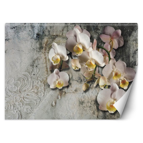 Fototapeta, Kvetoucí orchidej Květiny Stěna