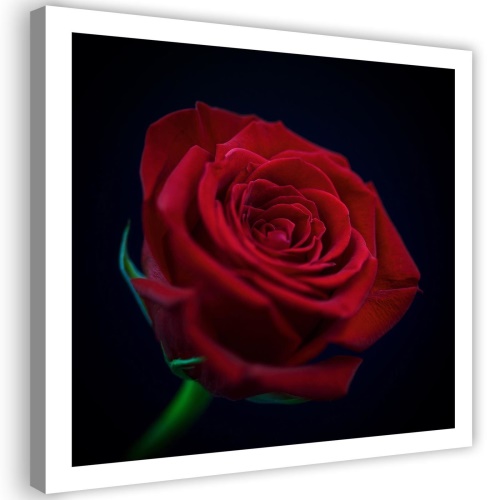 Obraz na plátně, Květ červené růže