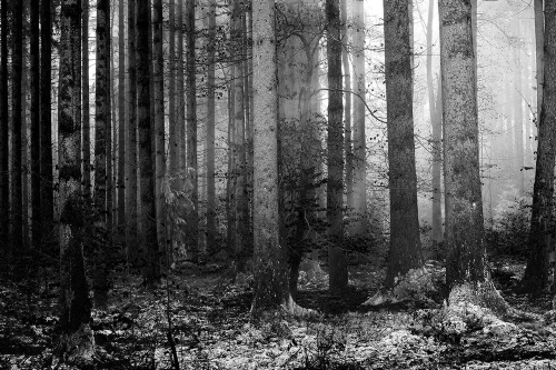 Samolepící fototapeta černobílé tajemství lesa