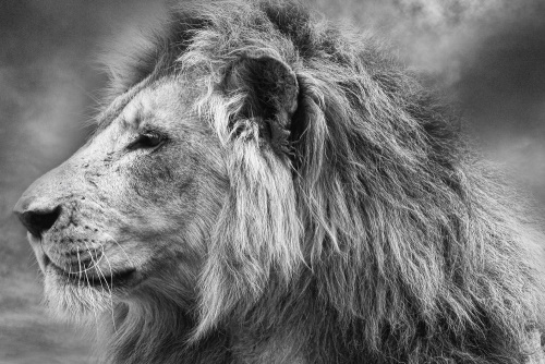 Obraz africký lev v černobílém provedení