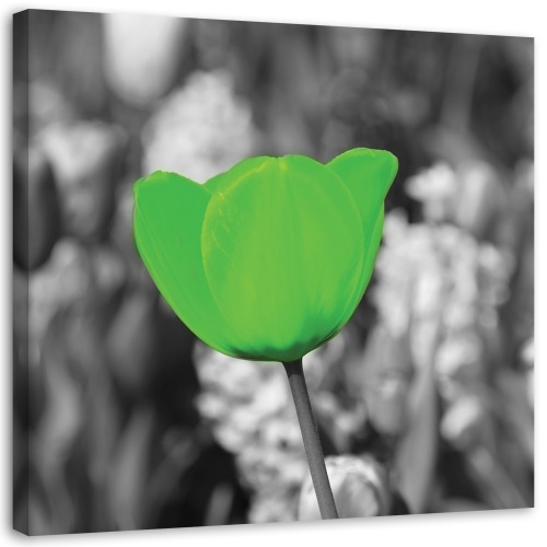 Obraz na plátně Tulipány Květina