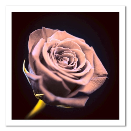 Obraz na plátně Růžová růže Květina Příroda