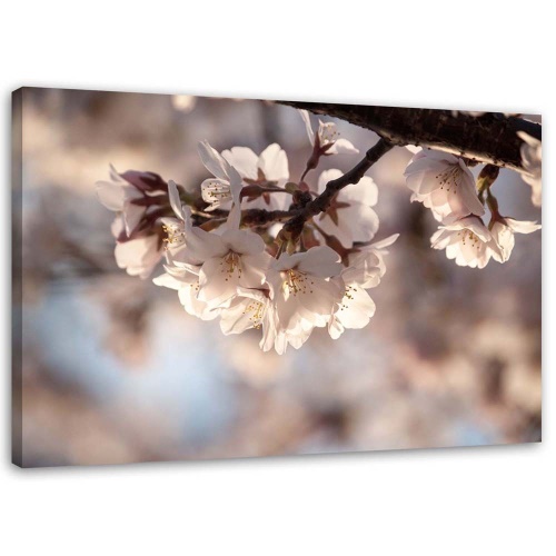 Obraz na plátně Příroda třešňových květů