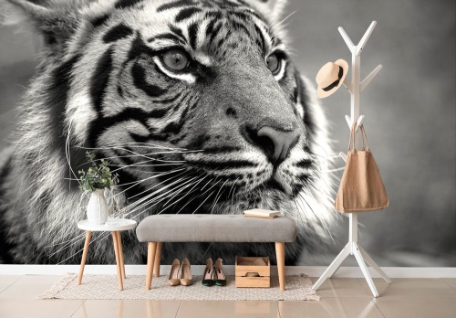 Samolepící fototapeta bengálský černobílý tygr