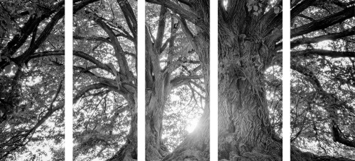 5-dílný obraz černobílé majestátní stromy