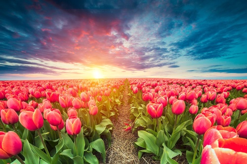 Samolepící tapeta východ slunce nad loukou s tulipány