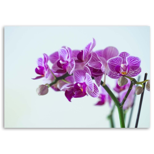 Obraz na plátně Růžová orchidej