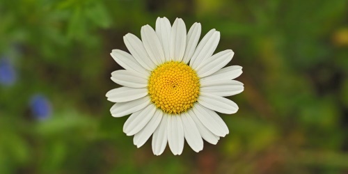 Obraz květ kopretiny