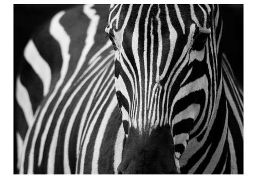 Fototapeta - White with black stripes